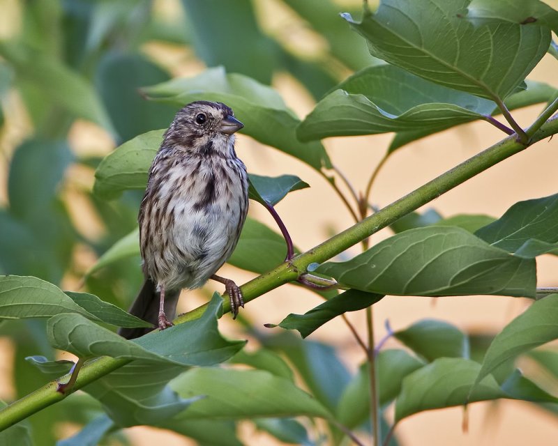 Song_Sparrow-120906-081202-14.jpg