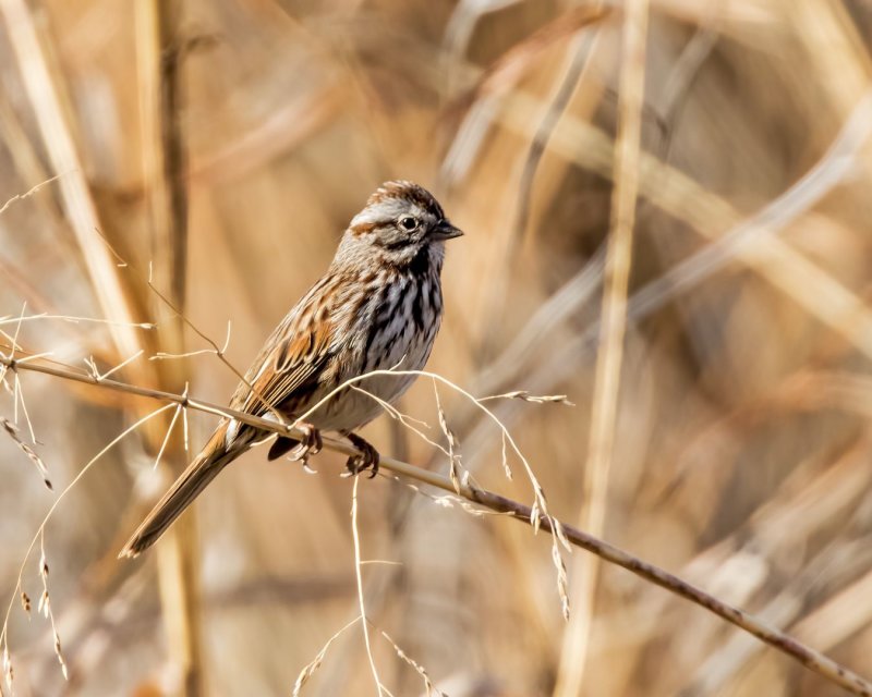 Song_Sparrow-20181210-132332-88.jpg