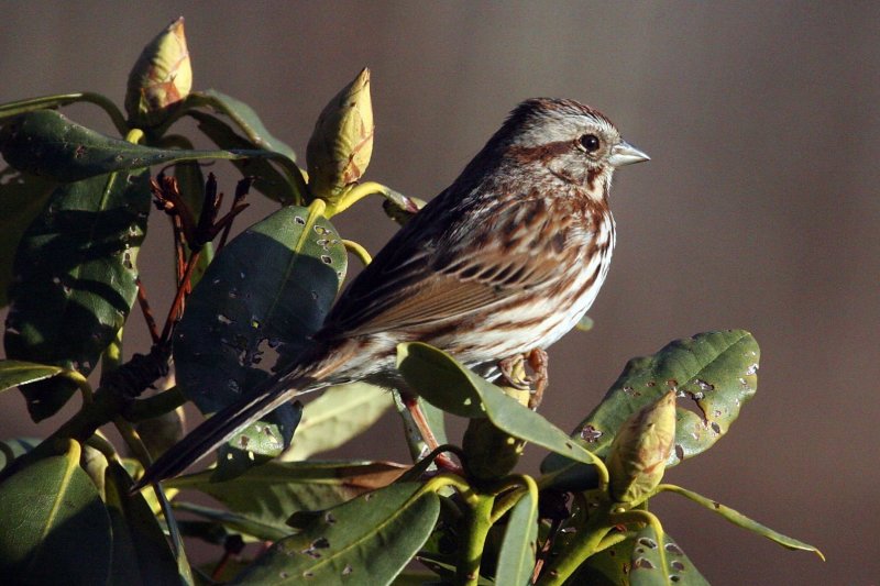 Song_Sparrow_a060406-162027.jpg