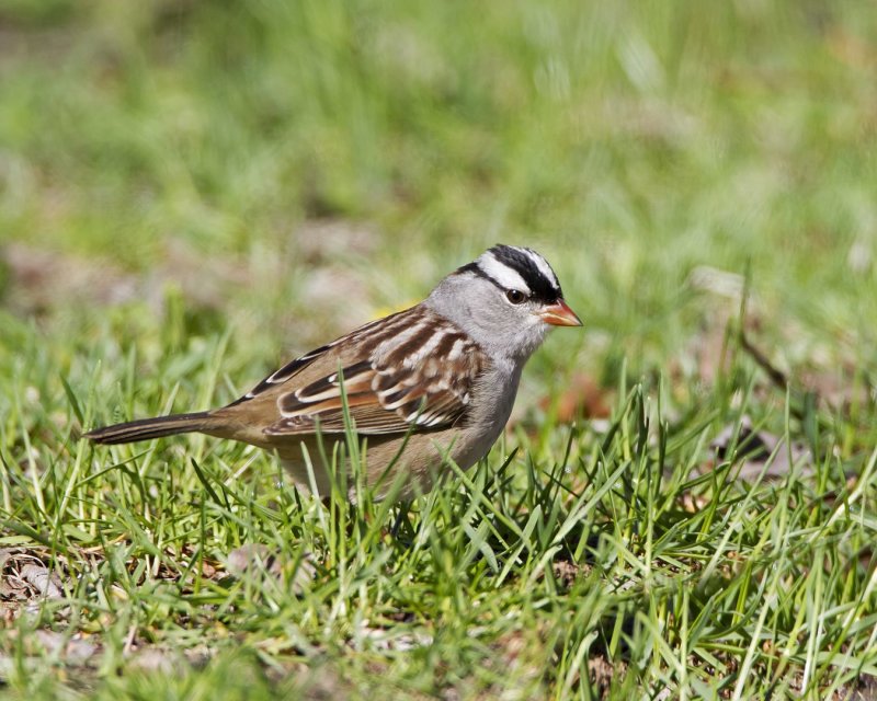 White-Crowned_Sparrow-110509-083059-a.jpg