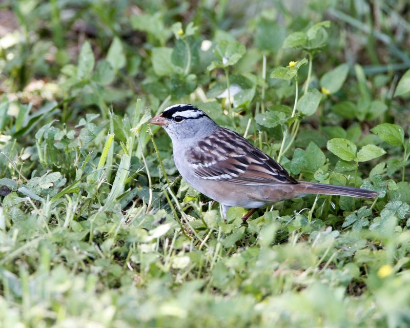 White-Crowned_Sparrow-112418-57.jpg
