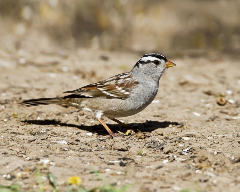 White-Crowned_Sparrow-120305-101211-58.jpg