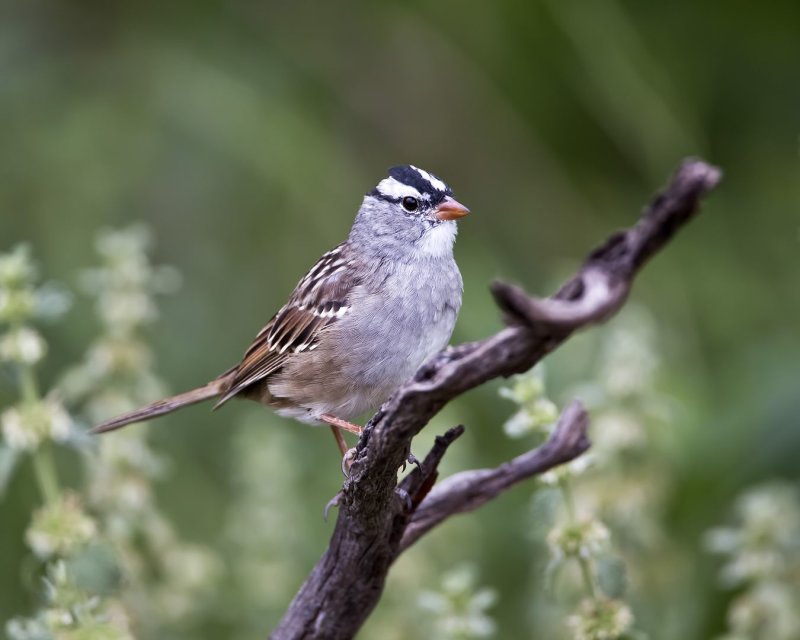 White-Crowned_Sparrow-130425-092026-48.jpg