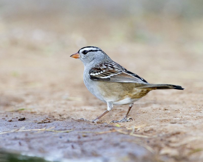 White-Crowned_Sparrow-170135.jpg