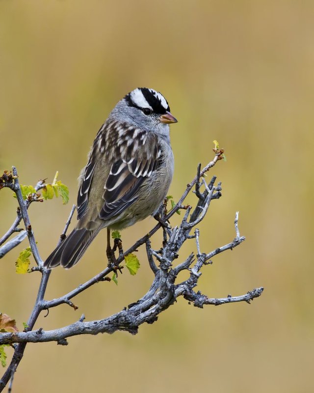 White-Crowned_Sparrow-x-120925-083435-95.jpg