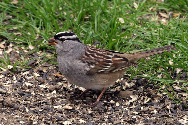 White-crowned_Sparrow_a060505-135004.jpg