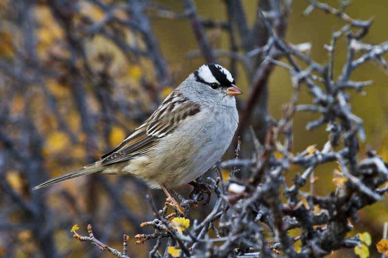 White_Crowned_Sparrow-120925-083352-65.jpg