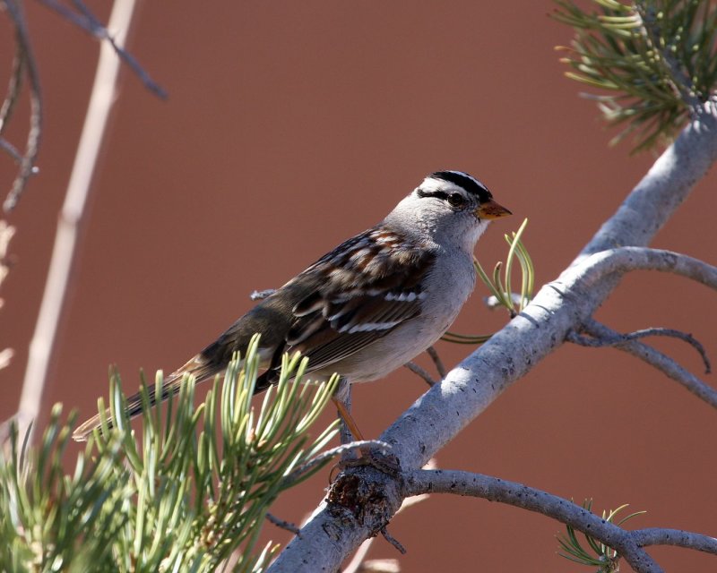 White_Crowned_Sparrow_3132409.jpg