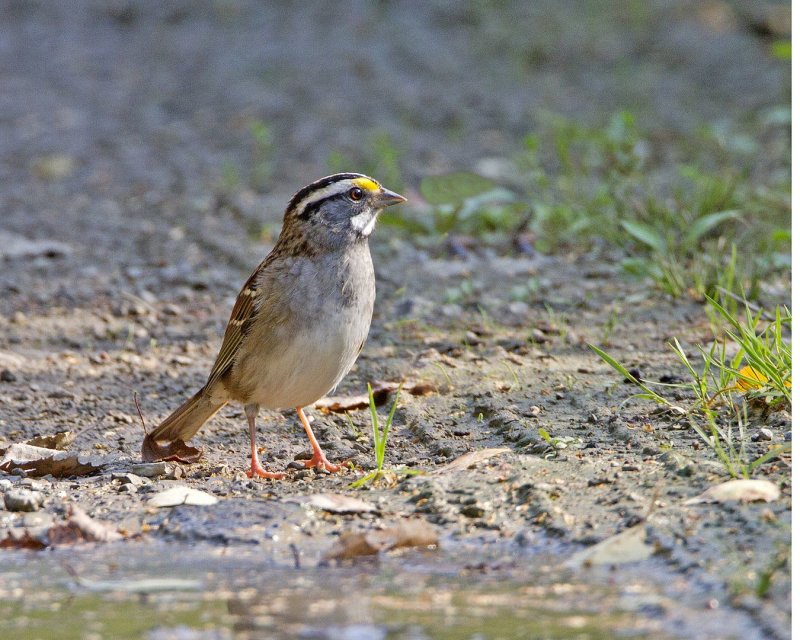 White_Throated_Sparrow-103048-64.jpg