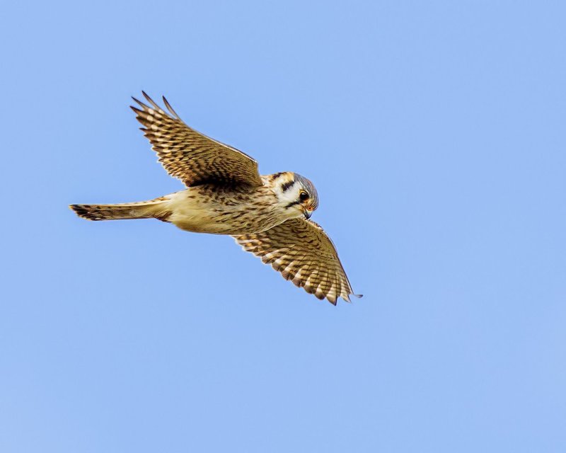 American_Kestrel-20200124-092656-34.jpg