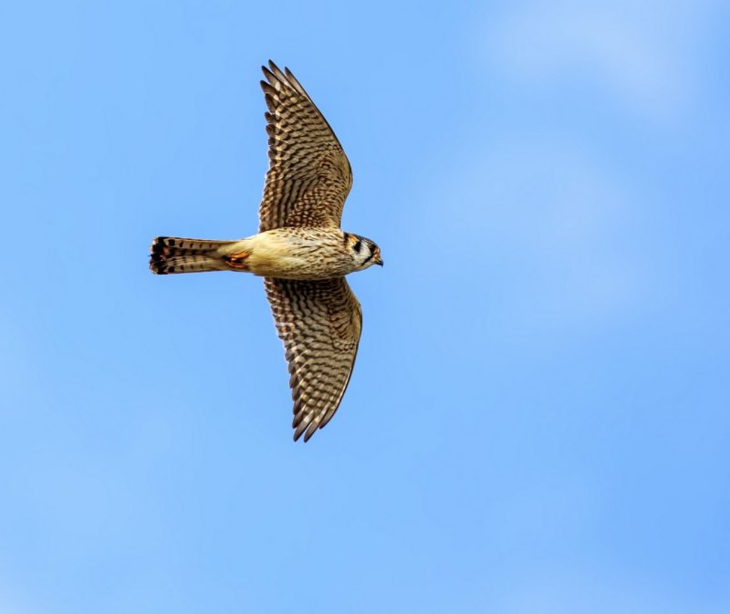 American_Kestrel-20200124-092700-55.jpg