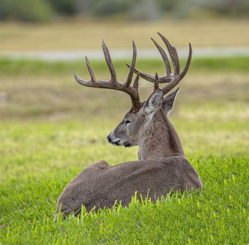 Buck-20200124-091926-14.jpg