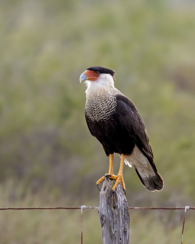 Crested_Caracara-20200124-080744-82.jpg