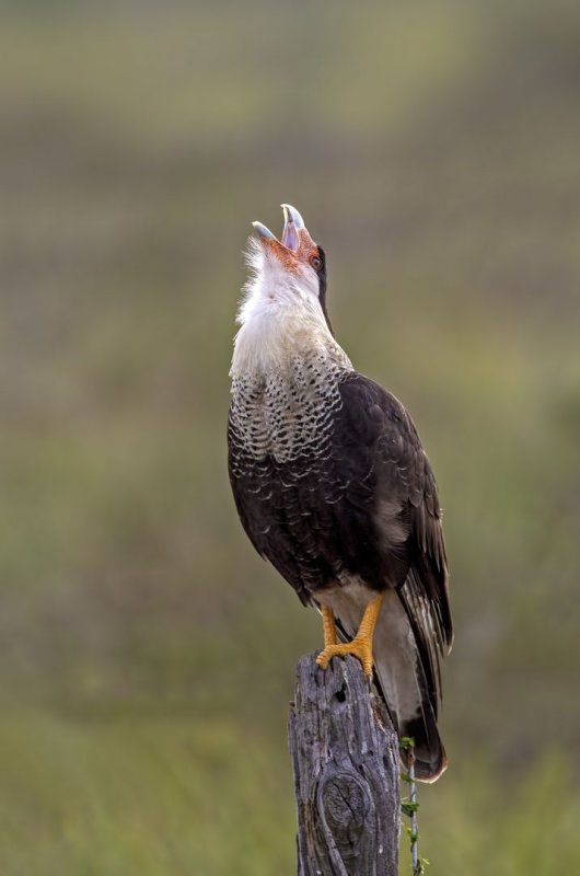 Crested_Caracara-20200124-080749-17.jpg