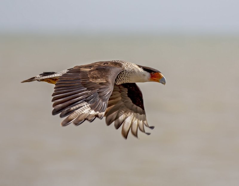 Crested_Caracara-20200312-092641-40.jpg