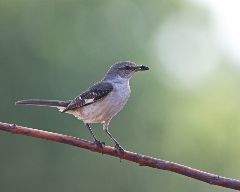 Mockingbird-2-20200519-090319-17.jpg