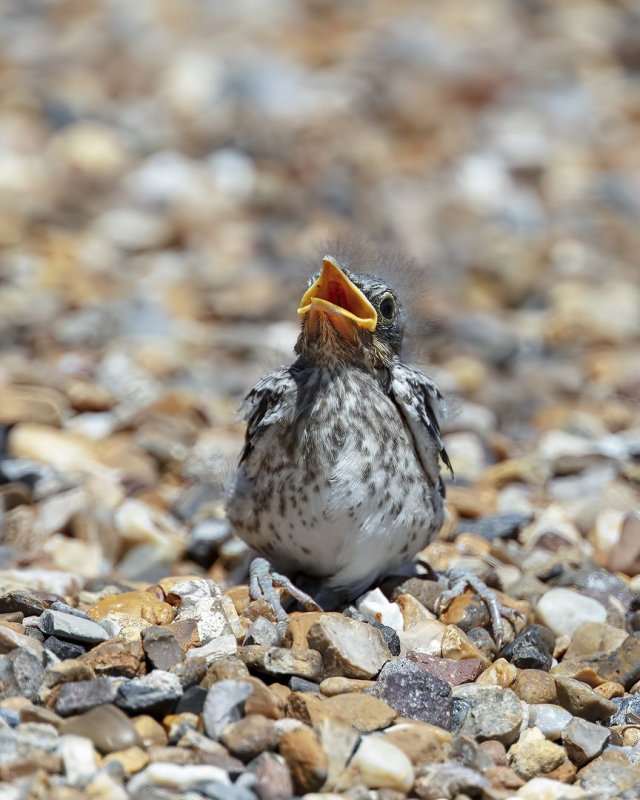 Mockingbird_Chick-20200518-113311-00.jpg