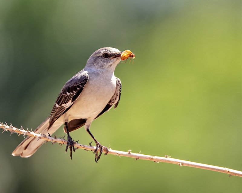 Northern_Mockingbird-20200518-114922-62.jpg