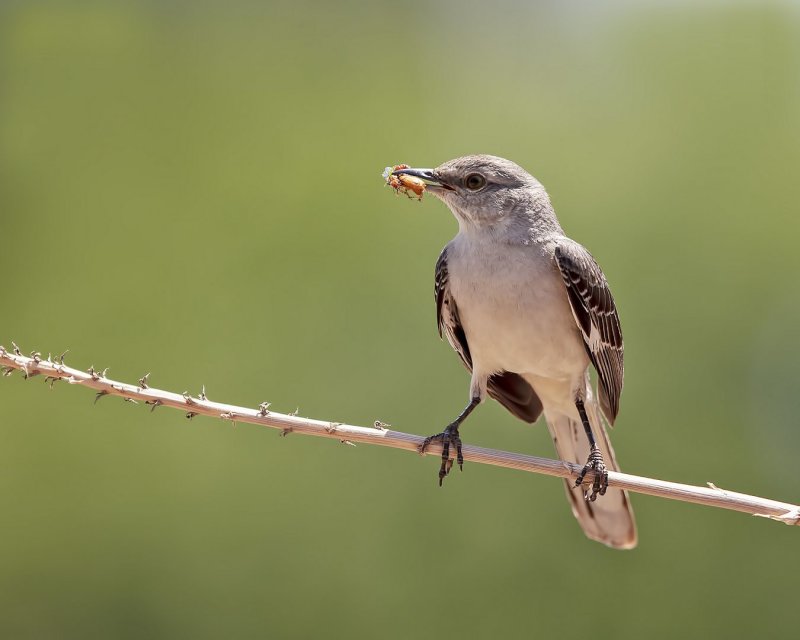 Northern_Mockingbird-20200518-115304-25.jpg