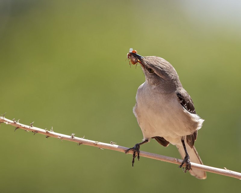 Northern_Mockingbird-20200518-115317-20.jpg