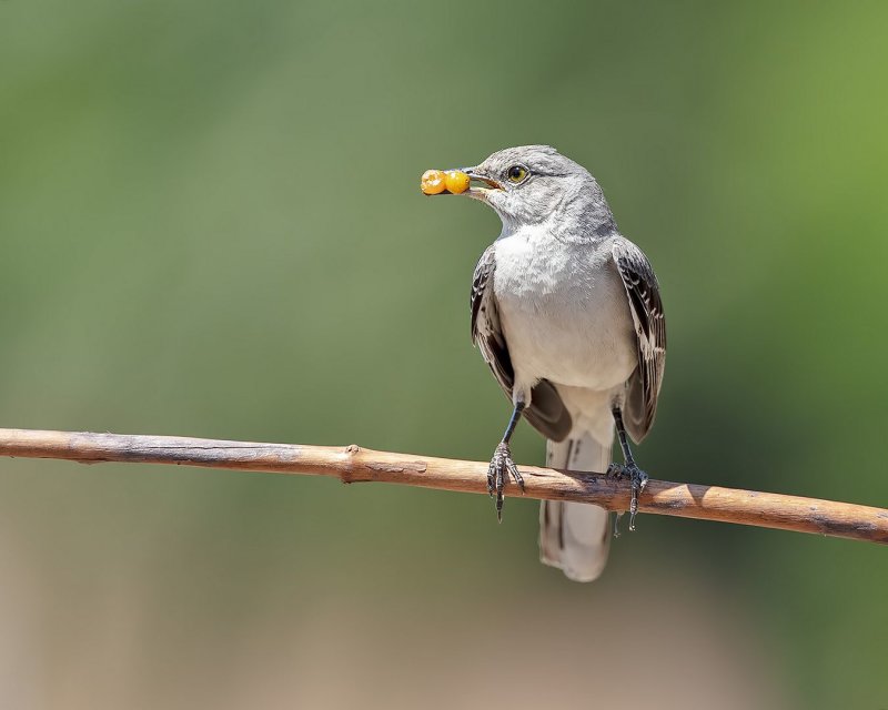Northern_Mockingbird-20200518-150840-48.jpg