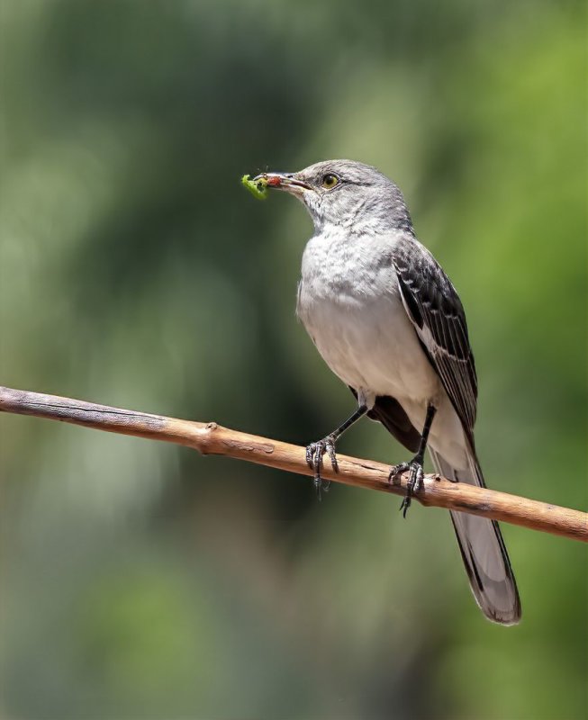 Northern_Mockingbird-20200518-152345-43.jpg