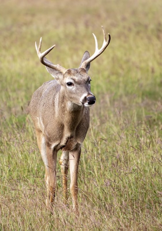 White-Tailed_Buck-20200124-082415-29.jpg