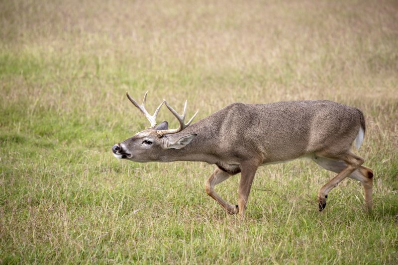 White-Tailed_Buck-20200124-082421-45.jpg