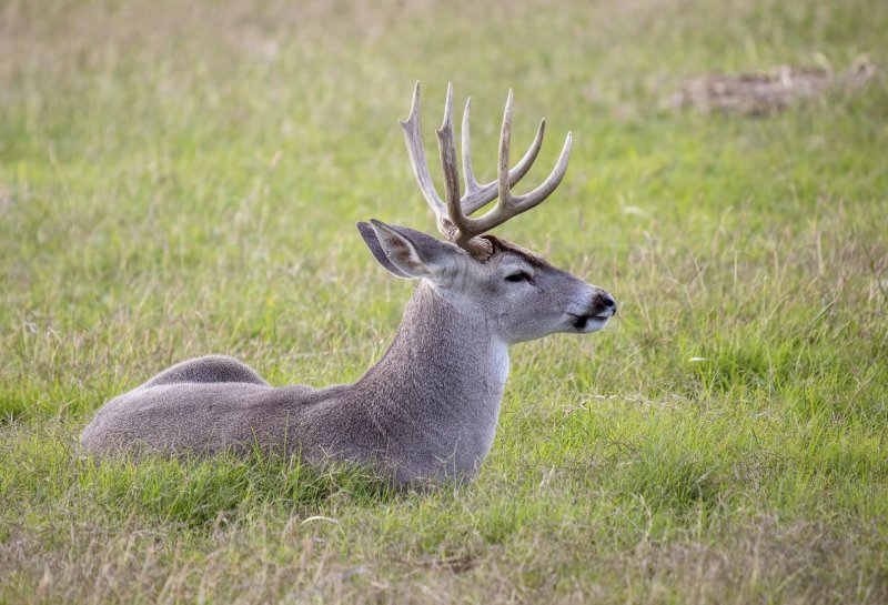 White-Tailed_Buck-20200124-083737-00.jpg