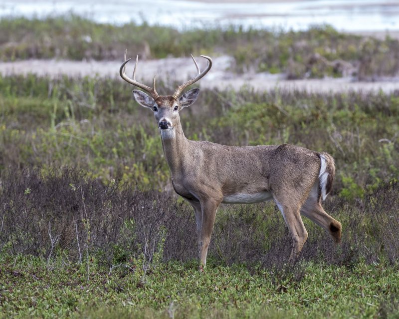 White-Tailed_Buck-20200124-094331-23.jpg