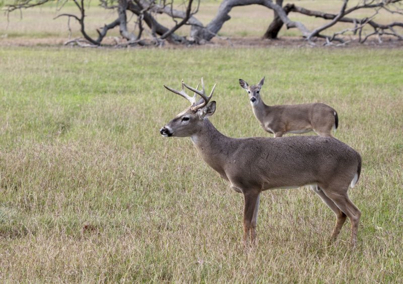 White-Tailed_Deer-20200124-082426-51.jpg