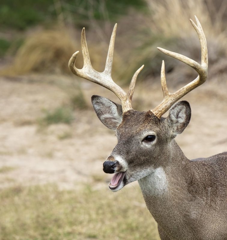 White-Tailed_Deer-20200124-104700-25.jpg