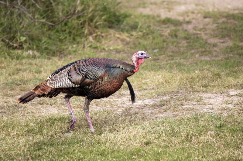 Wild_Turkey-20200124-085233-22.jpg