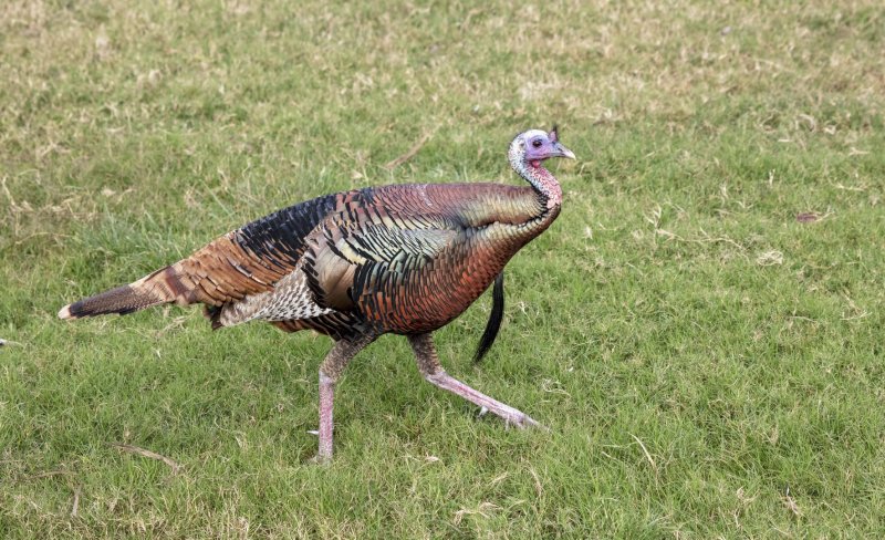 Wild_Turkey-20200124-085435-97.jpg
