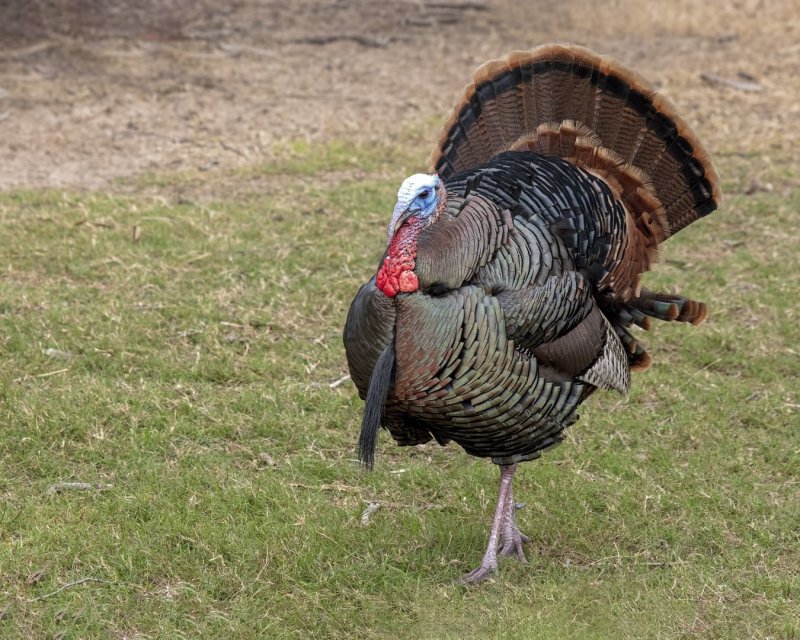 Wild_Turkey-20200124-105043-21.jpg