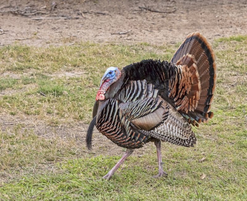 Wild_Turkey-20200124-105105-35.jpg