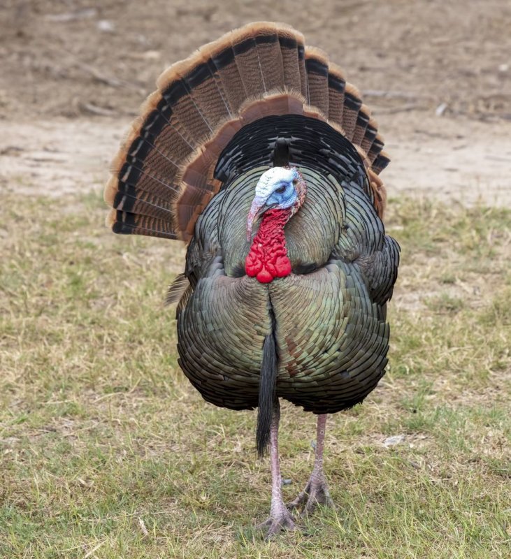 Wild_Turkey-20200124-105149-86.jpg
