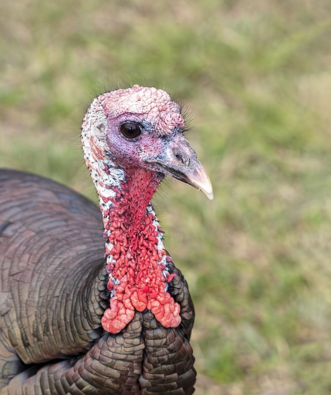 Wild_Turkey-20200124-105324-11.jpg