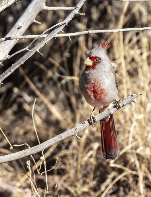 Pyrrhuloxia-20201203-142422-88.jpg