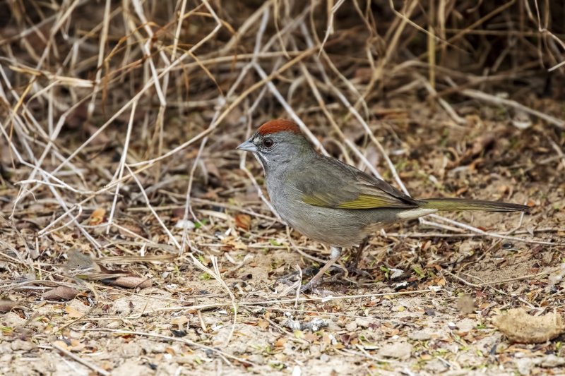 Green-Tailed_Towhee-20210226-095852-18.jpg