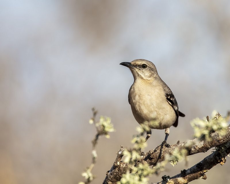 Northern_Mockingbird-20210224-084143-26.jpg