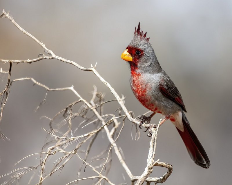 Pyrrhuloxia-20210223-145338-21.jpg