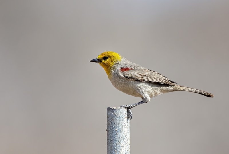 Verdin-20210224-112142-81.jpg