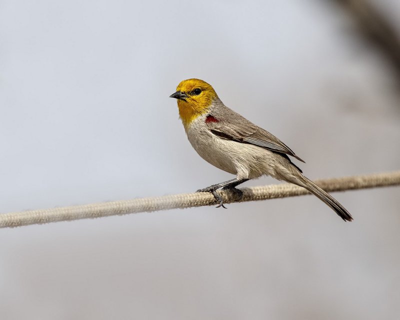 Verdin-20210225-134127-61.jpg