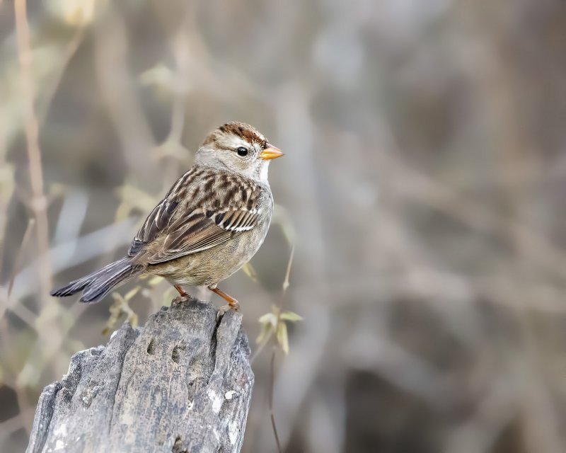 White-Crowned_Sparrow-20210224-075157-34.jpg
