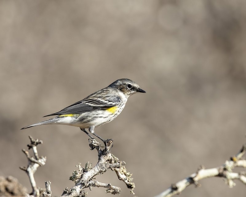 Yellow-Rumped_Warbler-20210224-094732-84.jpg