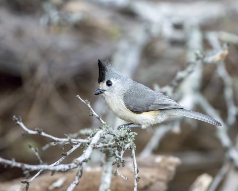 Black-Crested_Titmouse-20210203-082803-99.jpg