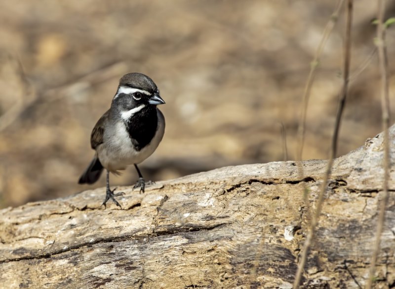 Black-Throated_Sparrow-20210202-143125-14.jpg
