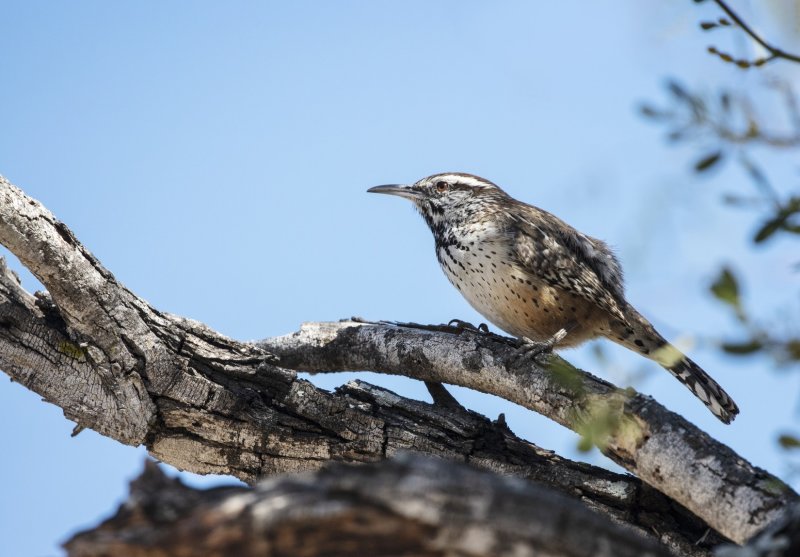 Cactus_Wren-20210203-115141-54.jpg