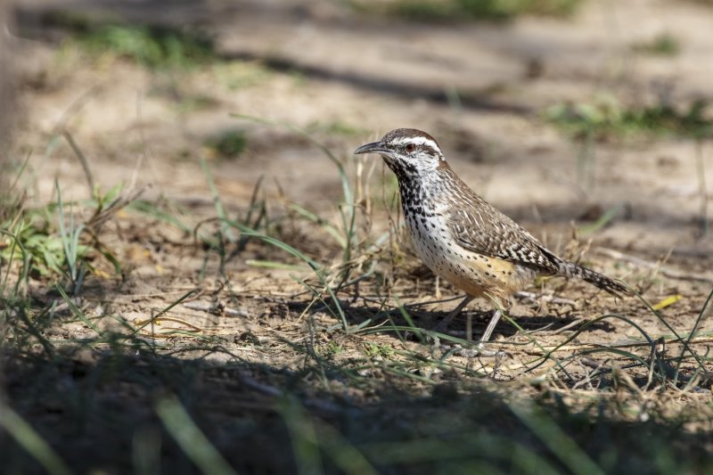 Cactus_Wren-20210203-120526-82.jpg